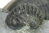 Flying Paralejurus Trilobite With Zlichovaspis & Two Reedops #323489-7